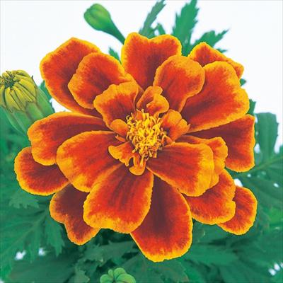 マリーゴールド デュランゴ フレーム