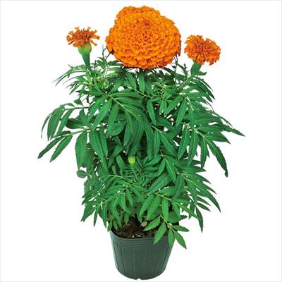 マリーゴールド プラウドマリー オレンジ