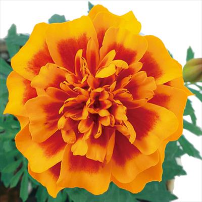 マリーゴールド スーパーヒーロー オレンジビー