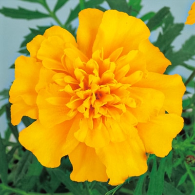 マリーゴールド スーパーヒーロー ゴールド