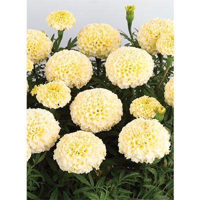 マリーゴールド ホワイトゴールド マックス