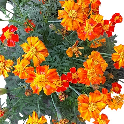 有機種子 マリーゴールド フレンチマリーゴールド ダークオレンジ