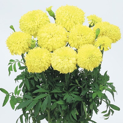 マリーゴールド サンキス イエロー