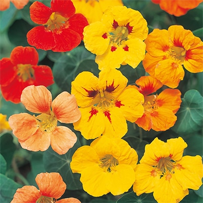 ナスタチューム（金蓮花） ジュエル ミックス