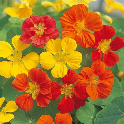 ナスタチューム（金蓮花） ホワリーバード ミックス