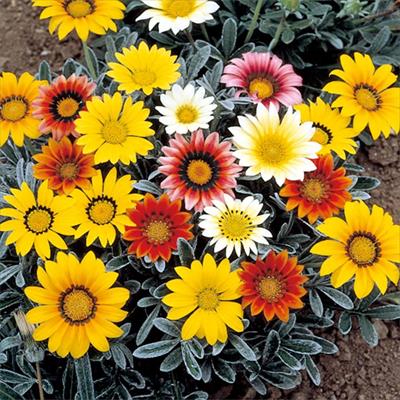 ガザニア タレント ミックス