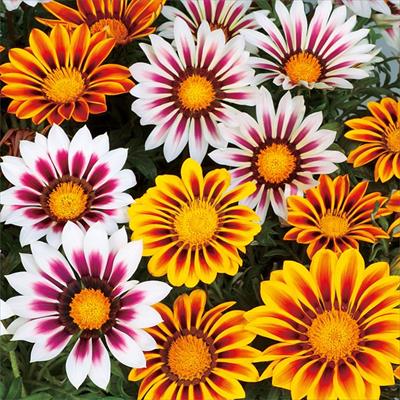 ガザニア ニューデイ タイガー ミックス