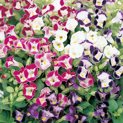 トレニア サイクロン ミックス