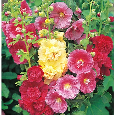 たちあおい サマーカーニバル