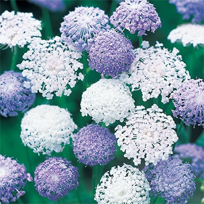 草花の種（タネ）｜サカタのタネ オンラインショップ