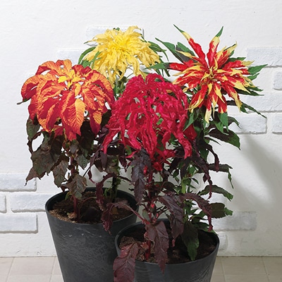 葉げいとう 混合