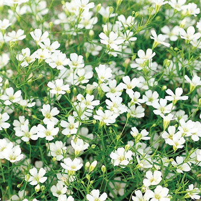 ジプソフィラ かすみ草 ジプシー ホワイト Ver 2 種 タネ 球根 苗の通販はサカタのタネ オンラインショップ