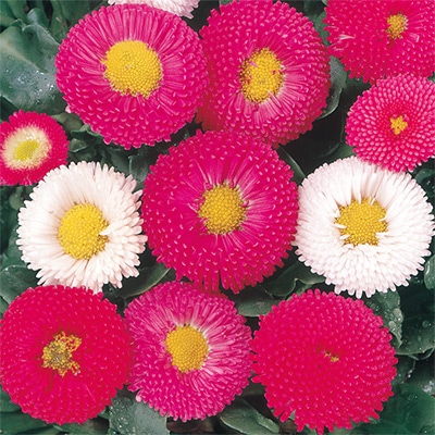 デージー 花壇用 混合