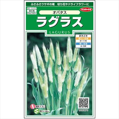 ラグラス オバタス 種 タネ 球根 苗の通販はサカタのタネ オンラインショップ