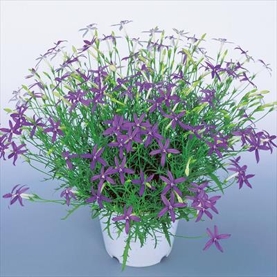 イソトマ イソトマ ブルー 種 タネ 球根 苗の通販はサカタのタネ オンラインショップ