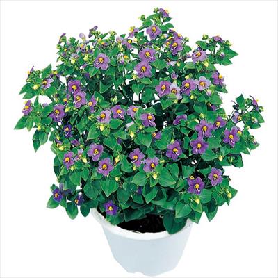 エキザカム ドワーフミゼット ブルー 種 タネ 球根 苗の通販はサカタのタネ オンラインショップ