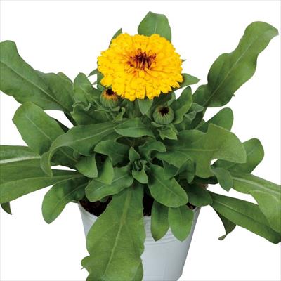 カレンジュラ（金せん花） シトラス イエロー