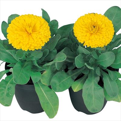 カレンジュラ（金せん花） ゴールデン ゼム