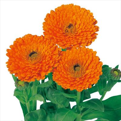 カレンジュラ（金せん花） 改良早生中安