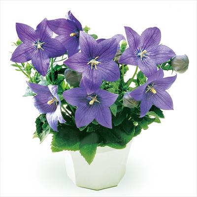 キキョウ アストラ ブルー