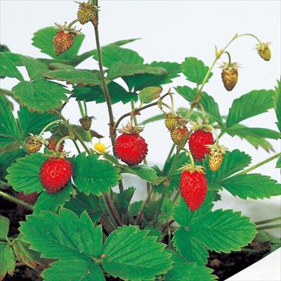 ストロベリー 赤実四季成り苺