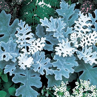 ダスティーミラー（白妙菊） シルバーダスト