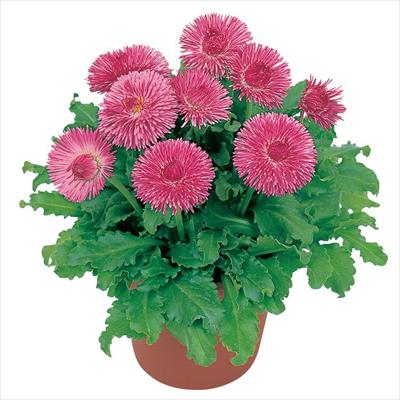 チロリアンデージー(R) クララ