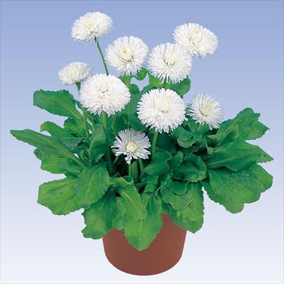 チロリアンデージー(R) ヨーゼフ