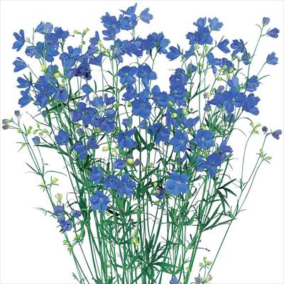 デルフィニウム プデル ブルー