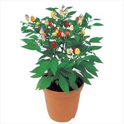 アスター ステラ ディープブルー 種 タネ 球根 苗の通販はサカタのタネ オンラインショップ