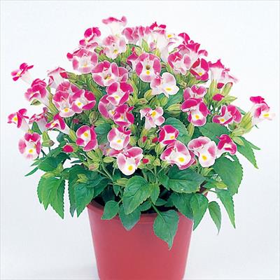 トレニア サイクロン ローズピコティー