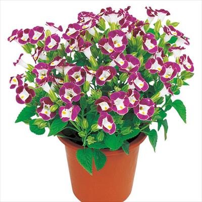 トレニア サイクロン バーガンディー