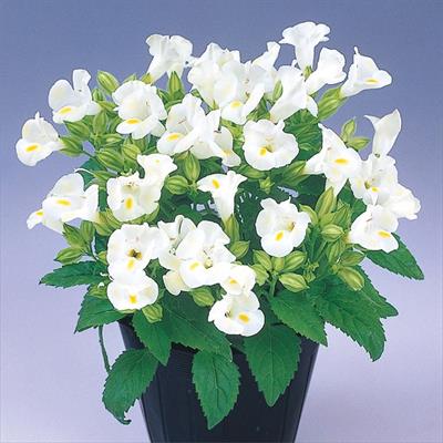 トレニア サイクロン ホワイト