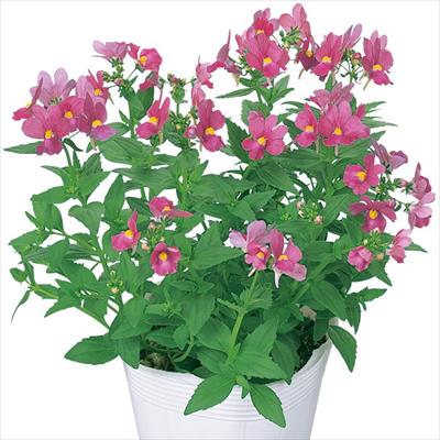 ネメシア アレンジ チェリーピンク