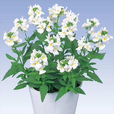 ネメシア アレンジ ホワイト