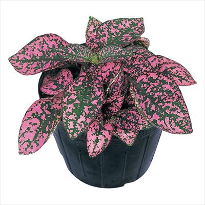 ヒポエステス コンフェッティ コンパクト ローズ