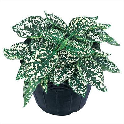 ヒポエステス コンフェッティ コンパクト ホワイト