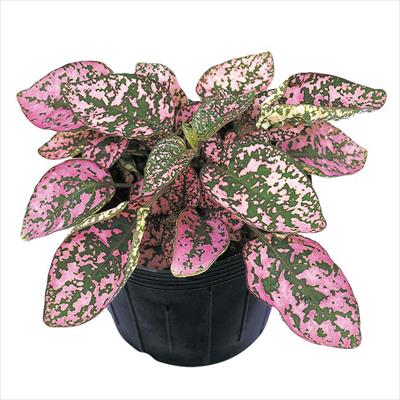 ヒポエステス コンフェッティ コンパクト ピンク