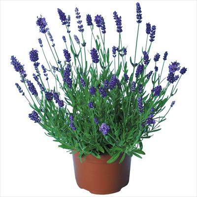 ラベンダー エレガンス パープル