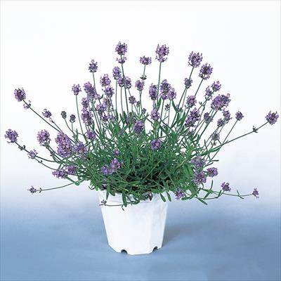 草花の種 草花の種バラエティ 7 10ページ 種 タネ 球根 苗の通販はサカタのタネ オンラインショップ