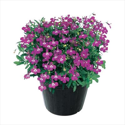 ロベリア リビエラ ローズ