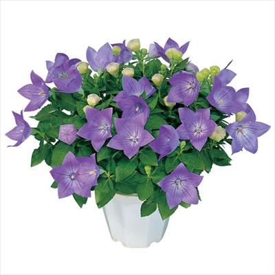 キキョウ センチメンタル ブルー