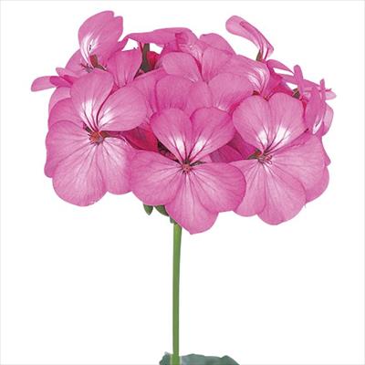 ゼラニウム トレジャー ネオンローズ