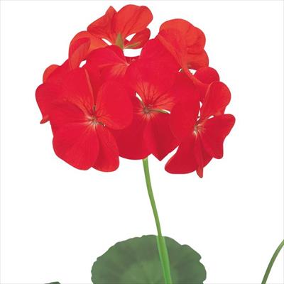 ゼラニウム トレジャー レッド