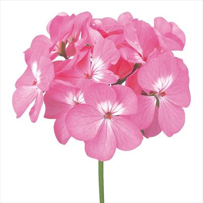 ゼラニウム トレジャー ローズ