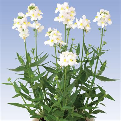 アンゲロニア セレナ ブルー 種 タネ 球根 苗の通販はサカタのタネ オンラインショップ