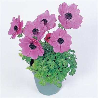 アネモネ ポルト オーキッド