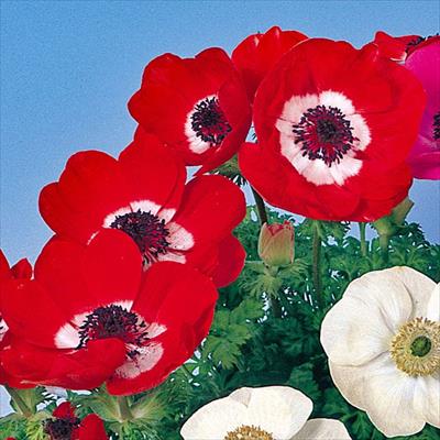 アネモネ ポルト スカーレット