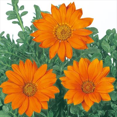 ガザニア ニューデイ クリアオレンジ