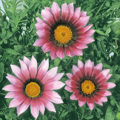 ガザニア ニューデイ ピンクシェード